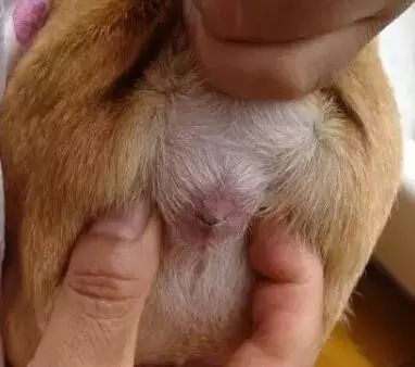 养宠小知识狗狗耳朵有螨虫的表现,养宠知识狗狗伤口怎么处理