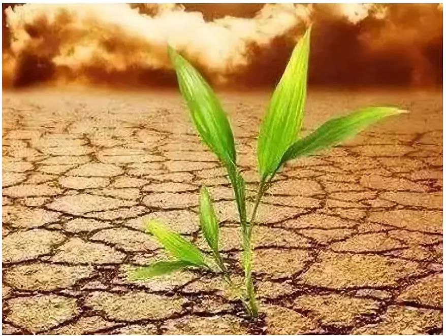 优美特水溶肥料价格,优美特化肥