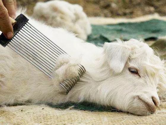 高品质平价羊绒围巾,冬季的羊绒围巾清货