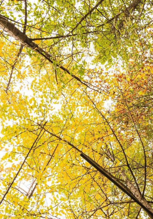 春雨枝头密似鳞，秋风树下落成金——秋日银杏（上）