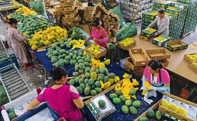 干热河谷种的热带水果,攀枝花干热河谷的热带水果王国