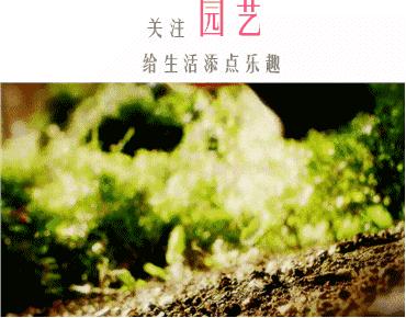 如何给藤本月季打造一面花墙,藤本月季种几棵才能出花墙的效果