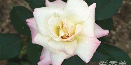 被蜜蜂蛰了怎么办,被蜜蜂蛰了怎么办安全教案