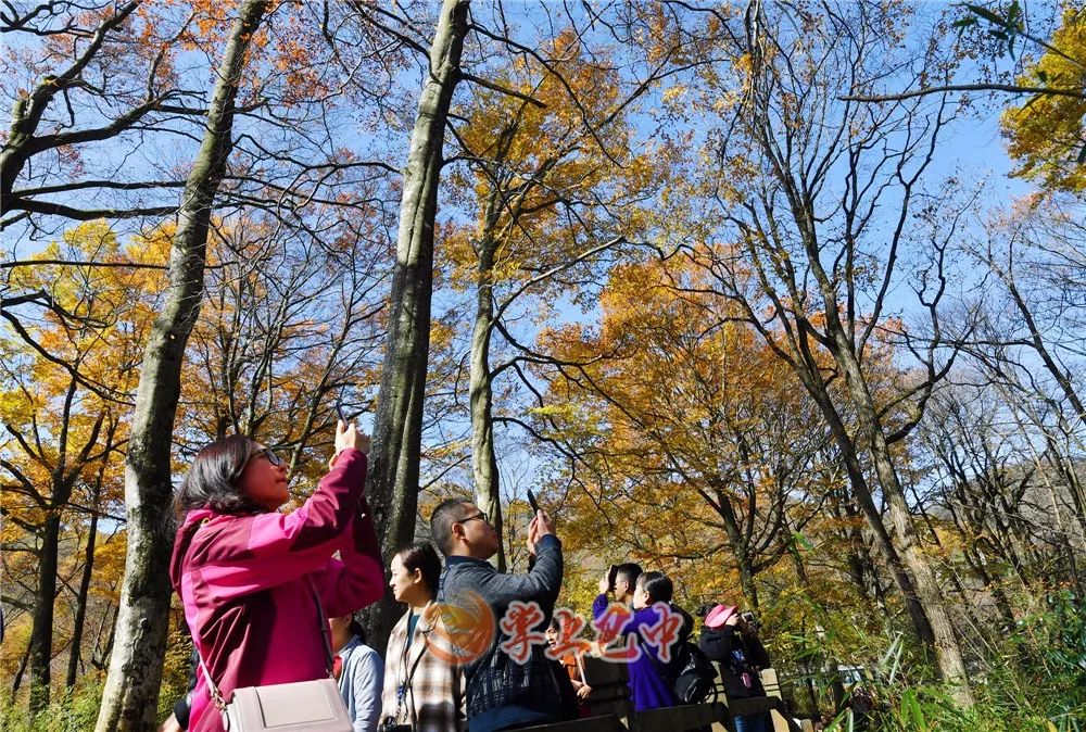 错过了红叶最佳观赏时间,光雾山红叶最佳观赏地方是哪里