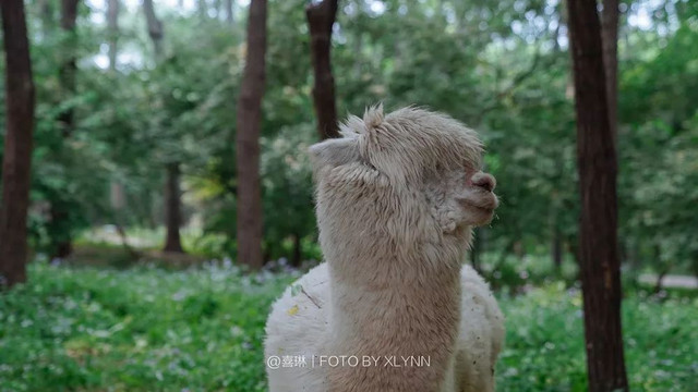 羊驼陪吃早餐，天鹅湖中畅游，藏身北京奥森旁的休憩之地：在之禾