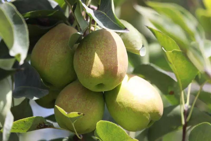 涓栫晫涓婃渶濂藉悆鐨勬ⅷ鏄粈涔堟ⅷ,鍝姊ㄨ绉颁负涓浗涓夊ぇ鍚嶆ⅷ涔嬮