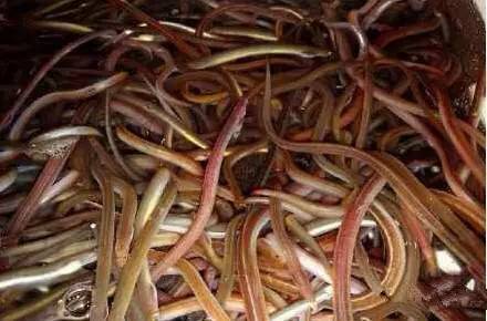 日照有什么好玩的地方,日照金山