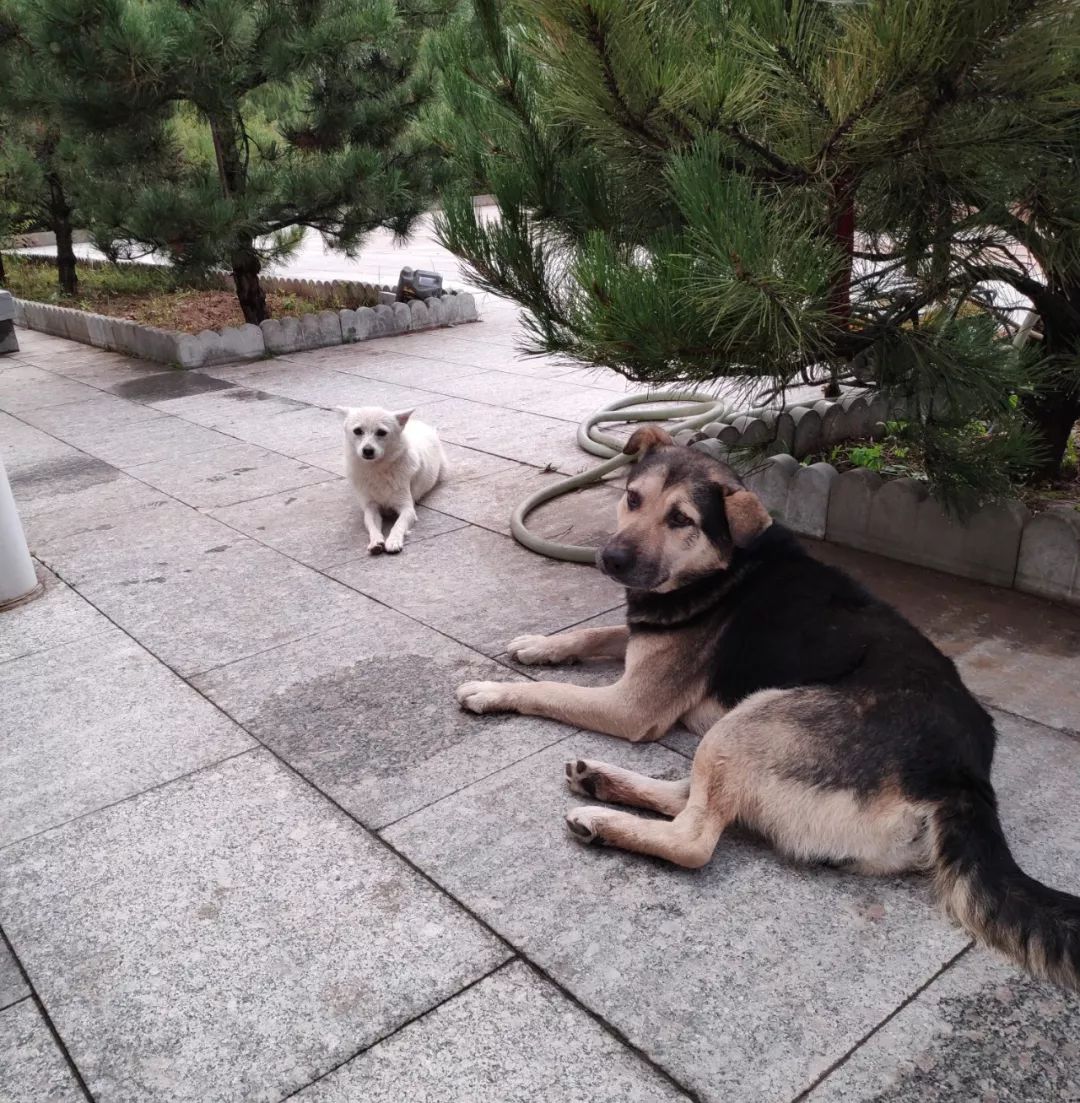 为啥救助狍子要捂眼睛,你们救过的小动物来报恩了吗