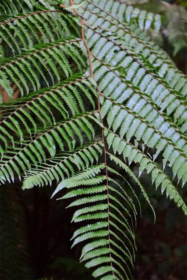海南尖峰岭植物,海南尖峰岭国家森林公园问题