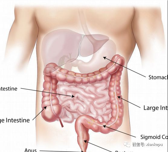 柿子被称为“果中圣品”，吃柿子应该注意啥？