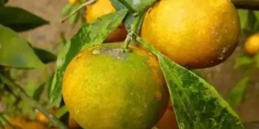 果树青苔严重是什么原因,果园青苔解决方法