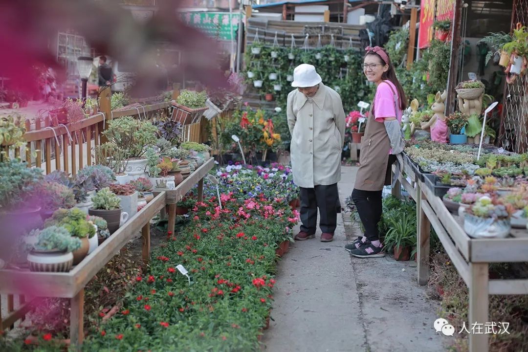 花市买10元3盆多肉,武汉多肉花卉便宜