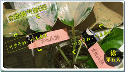 气垫推荐混干皮公认好用第一名,气垫推荐公认好用第一名黑黄皮