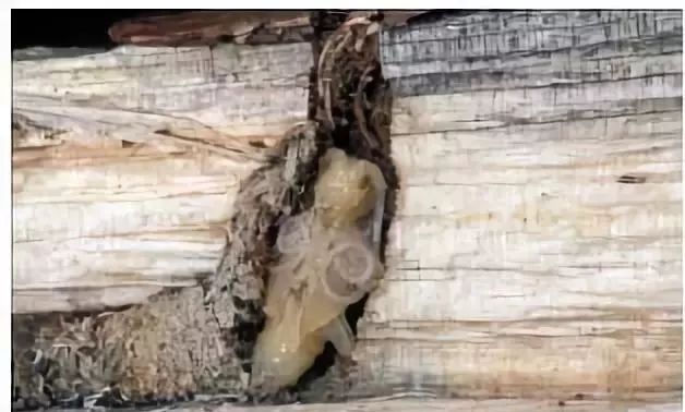 松材线虫病的防治措施有哪些,松材线虫病防控知识大全