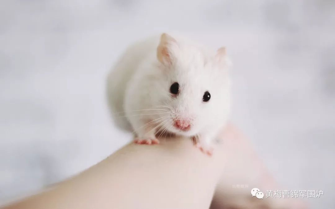 余再荣：萌萌小仓鼠