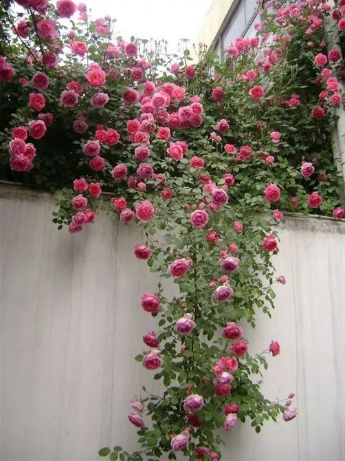 如何给藤本月季打造一面花墙,藤本月季种几棵才能出花墙的效果