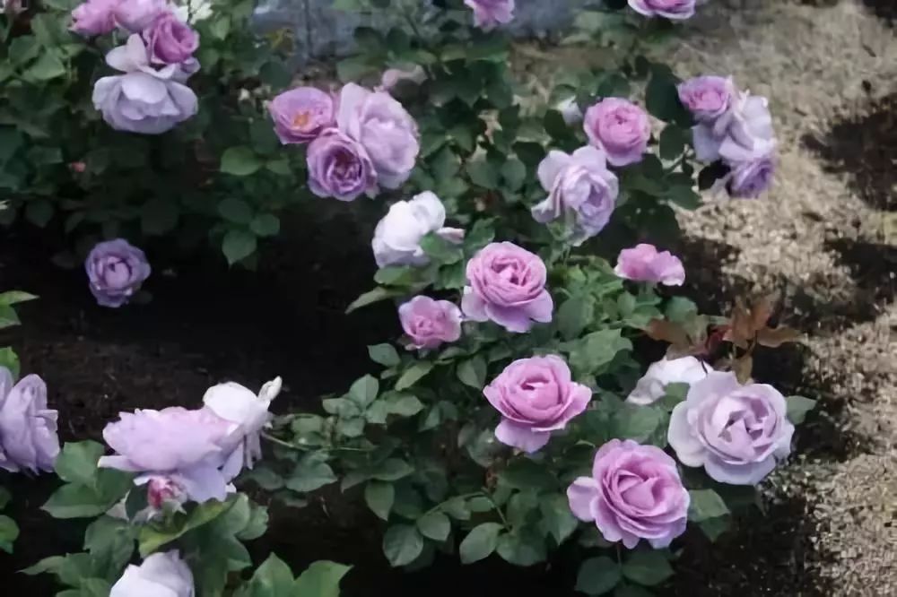 如何给藤本月季打造一面花墙,藤本月季种几棵才能出花墙的效果