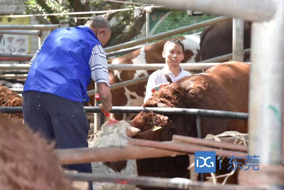 相牛78载！东莞有个金牌“牛经纪”！央视聚焦，看东莞百年牛墟魅力