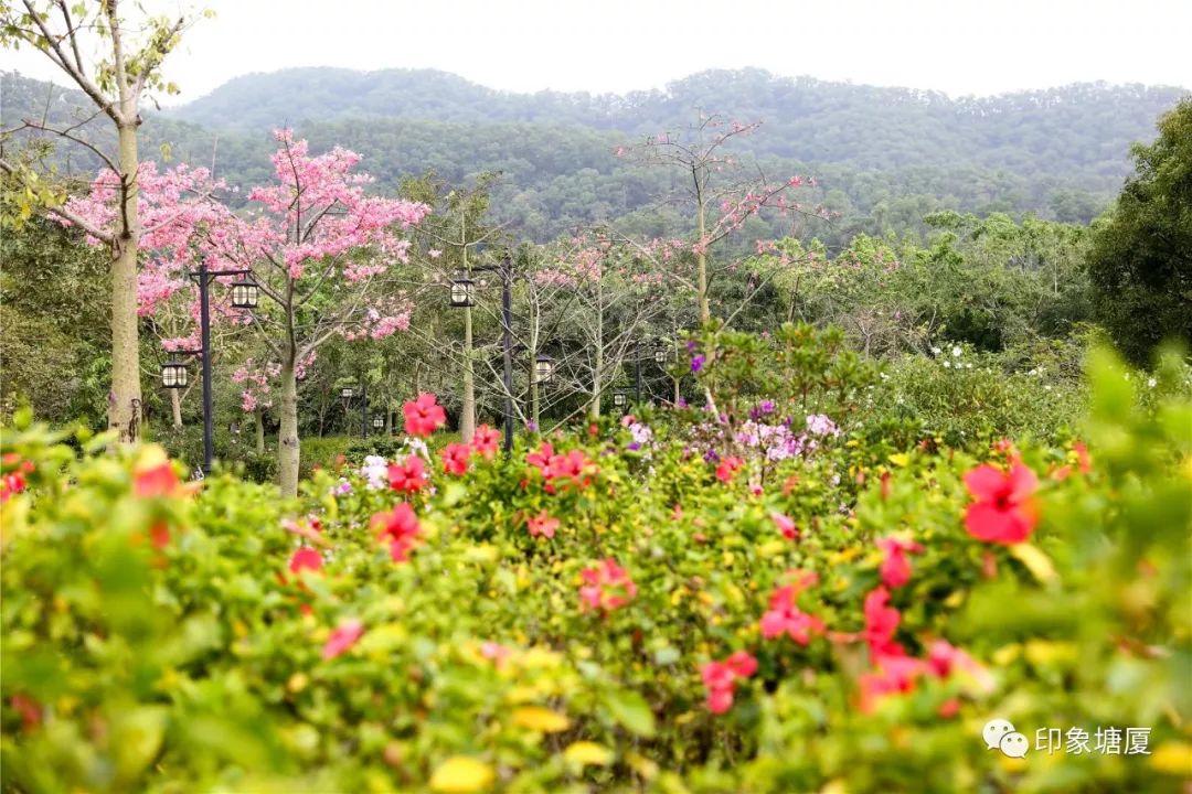 秋意浓浓风景如画的地方,塘厦风景好的地方
