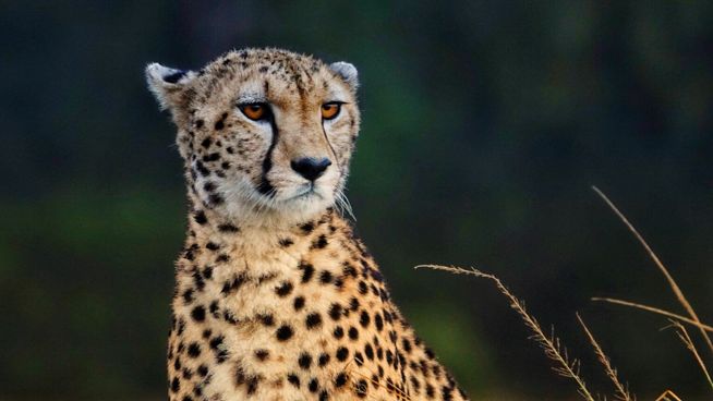 行囊装满的是人生,自己的行囊里装满了酸甜苦辣