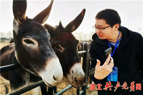 阳原小毛驴视频 (阳原小毛驴怎么样)