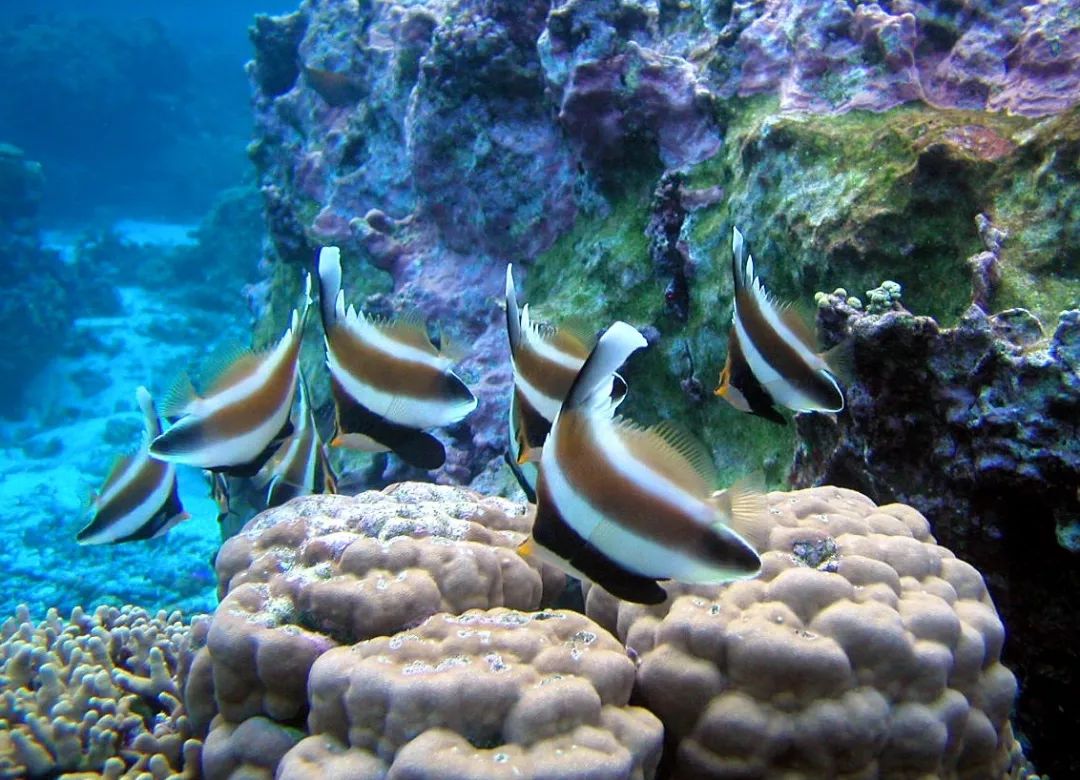 海水小百科七彩神仙鱼,海水小百科狮子鱼