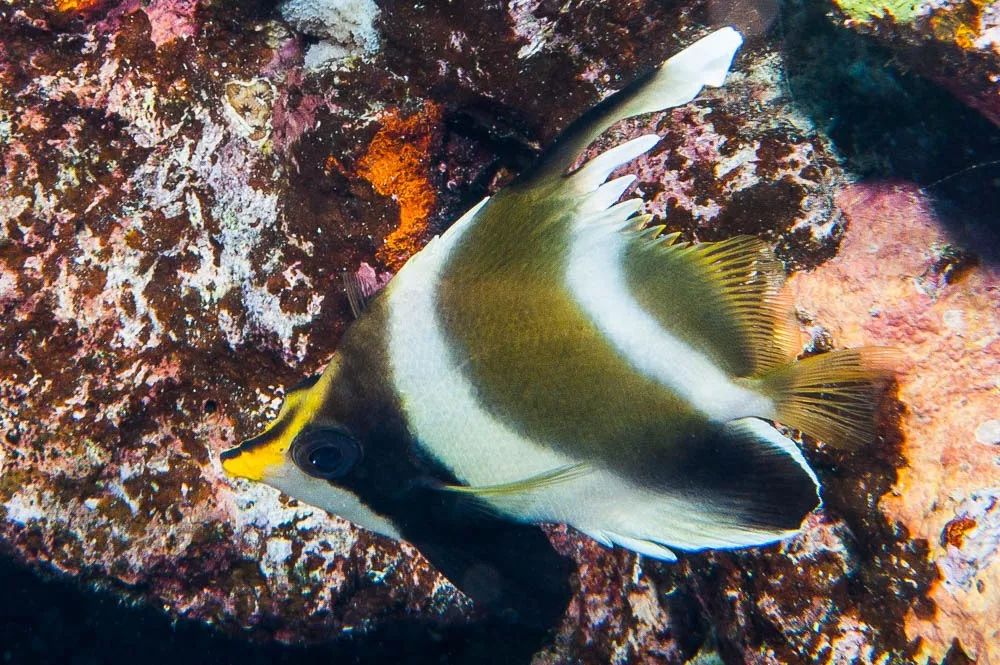 海水小百科七彩神仙鱼,海水小百科狮子鱼