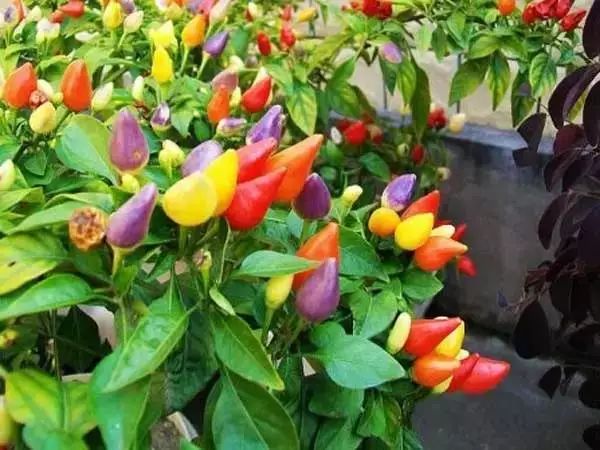 家中总有人生病摆放什么镇宅,家人生病家里摆什么物件