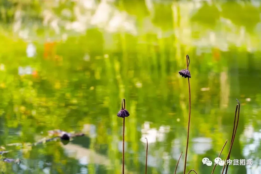 苏州园林冬天开吗,苏州园林冬日