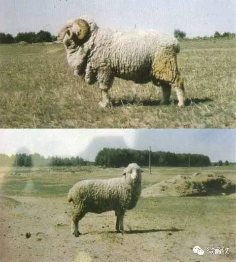 现在羊的品种最好的是什么品种,羊品种大全