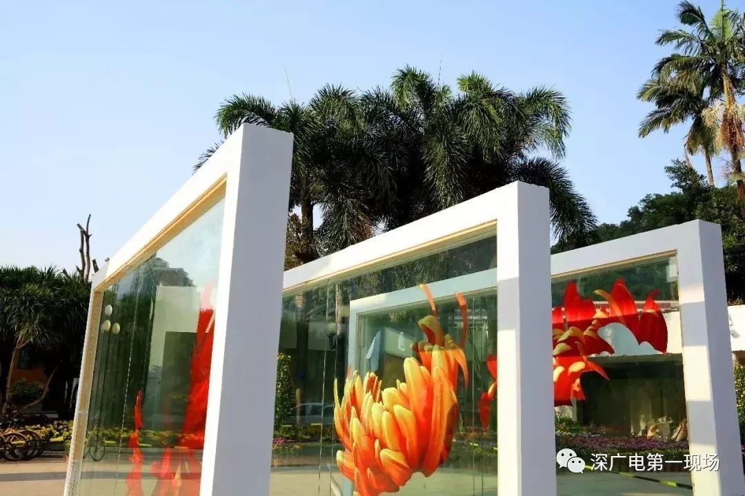 深圳东湖公园菊花展结束,深圳东湖公园菊花展延期
