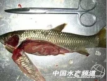 鱼病防治,渔药治渔病