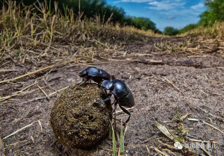 兔兔这么可爱为什么要吃它,兔兔这么可爱为什么要吃兔兔呢