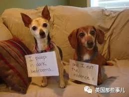 兔兔这么可爱为什么要吃它,兔兔这么可爱为什么要吃兔兔呢