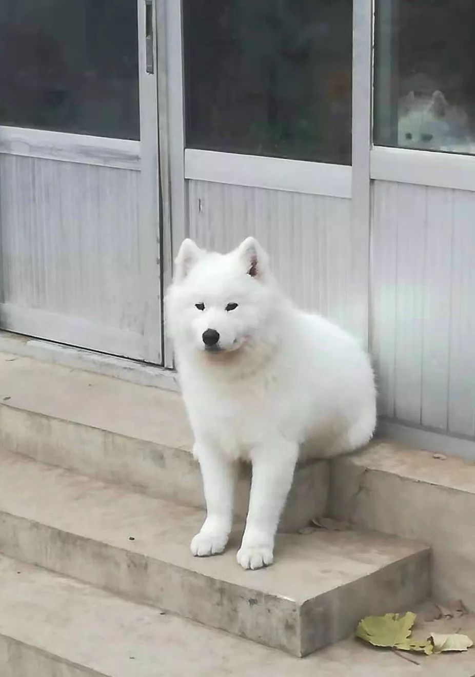 看猫咪如何对狗狗大打出手,猫狗大战猫咪