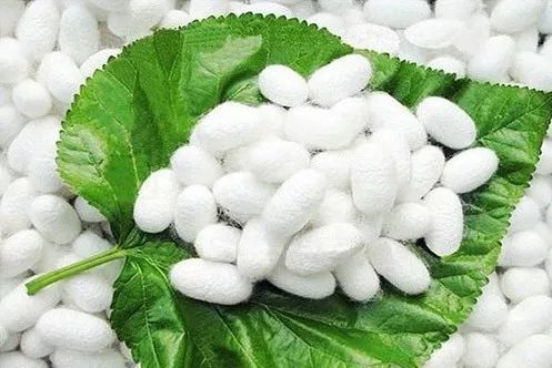 天气转凉蚕丝被的旺季来了,关注蚕丝被