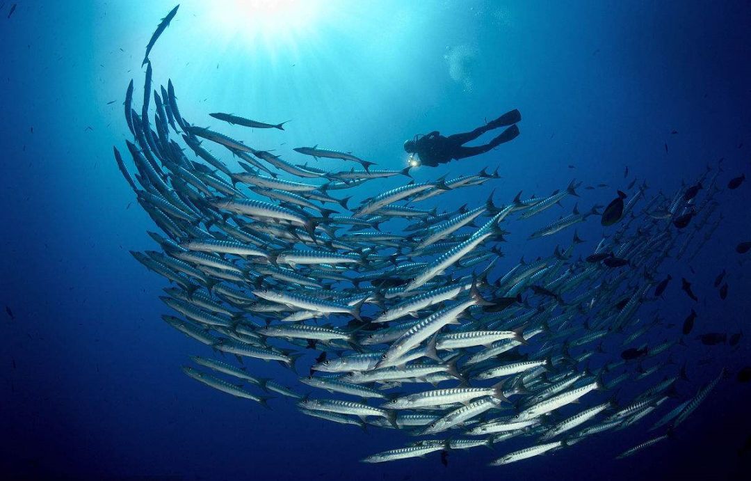 环保科普海洋生态环境基本特征,海洋生态环境治理变化及进展