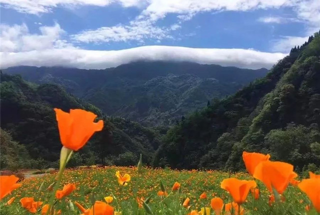 成都周边野花,成都周边花谷景区推荐