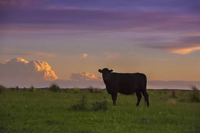 g20阿根廷峰会各国领导入场,g20签证