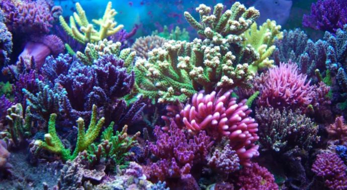 海缸攻略,所有人的终极目标