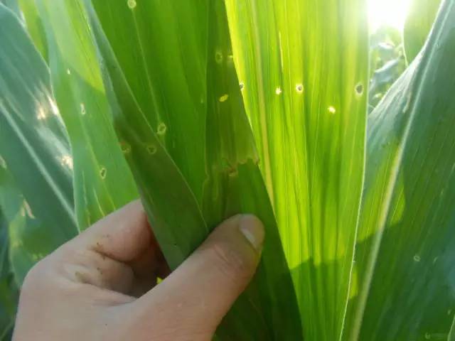 玉米叶片有黄点咋治,玉米叶片有黄色的小点怎么回事