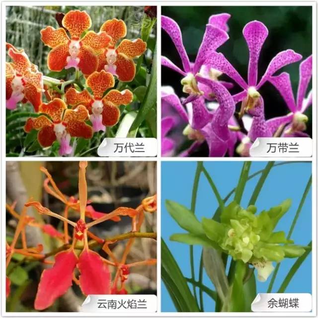 爱开花的兰花有哪些,春夏季开花的兰花种类大全
