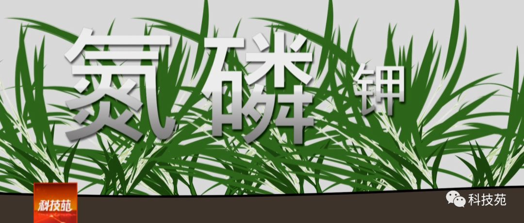 稻田吃活鱼,稻田里吃稻花鱼