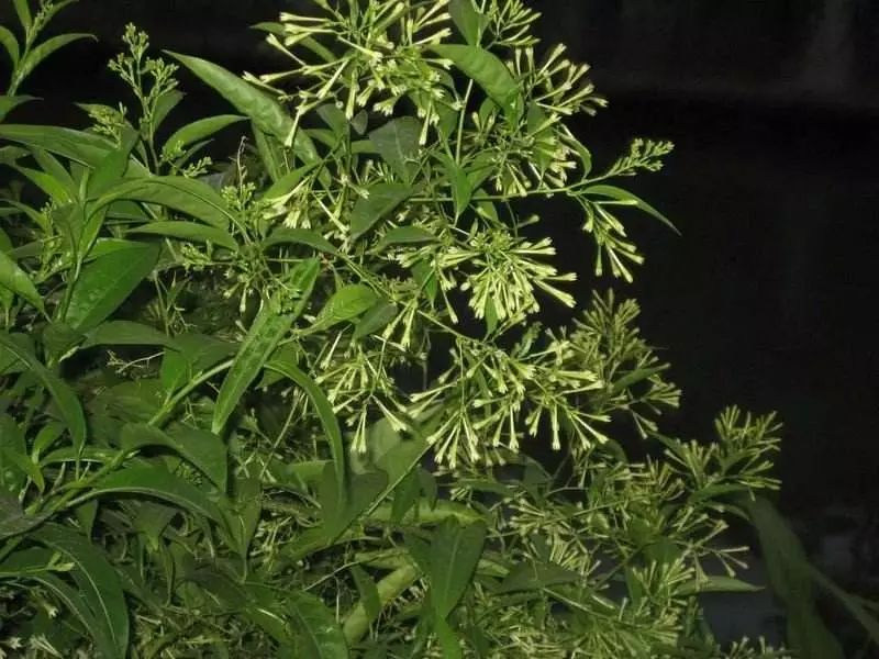 记忆里的那些花儿|夜来香,我为你思量……