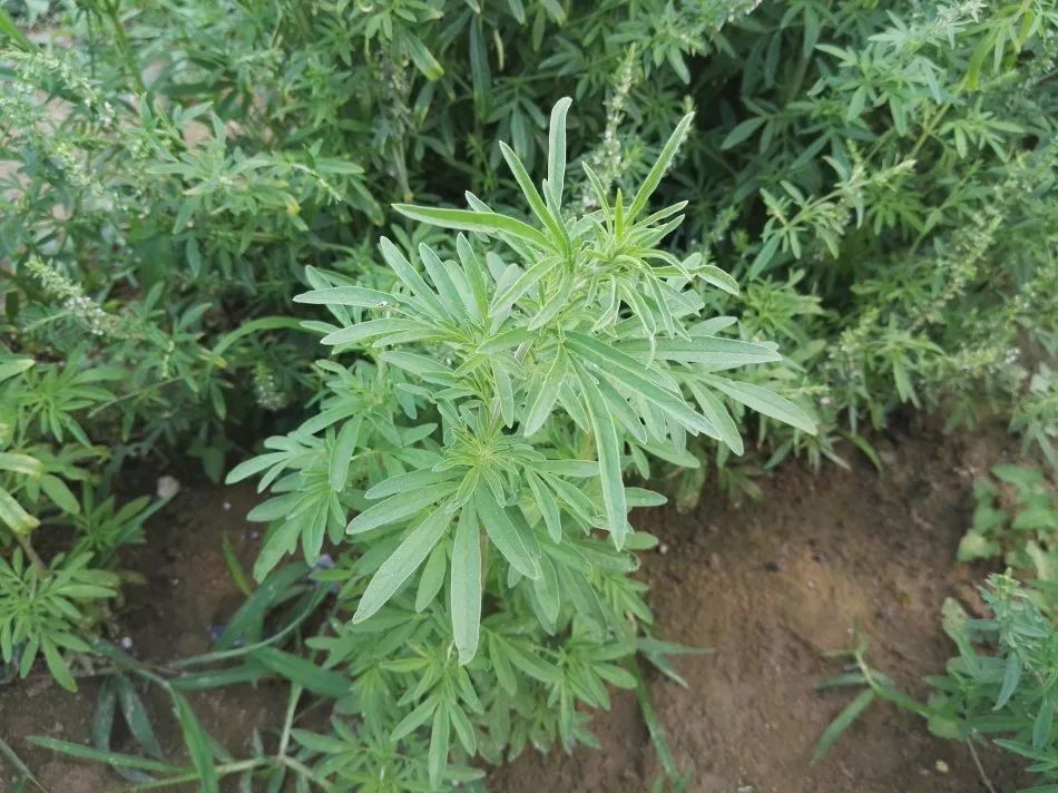 「百草园」芳香之息不减神奇药效——裂叶荆芥(八十四)