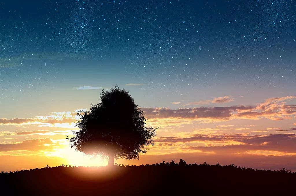 夜话丨季羡林处女作：枸杞树