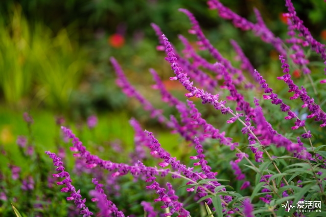 性价比之王富士x-t30无反相机推荐,富士xt3全面评测