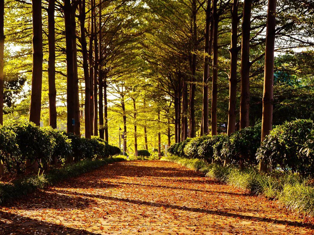 盘点那些美丽的校园时光,盘点那些美丽的校园