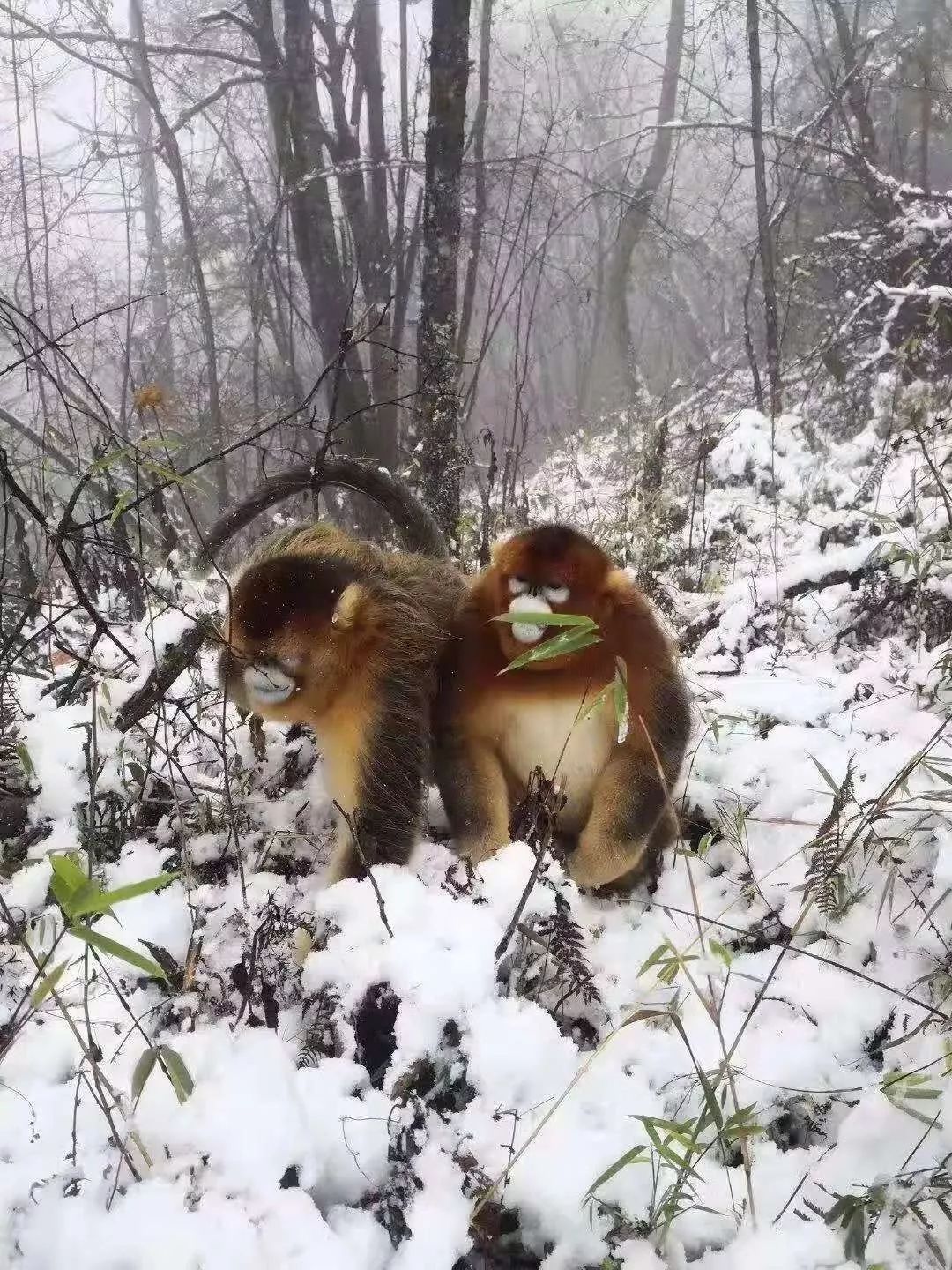 神农架国际滑雪场今日雪况,神农架滑雪场周末攻略