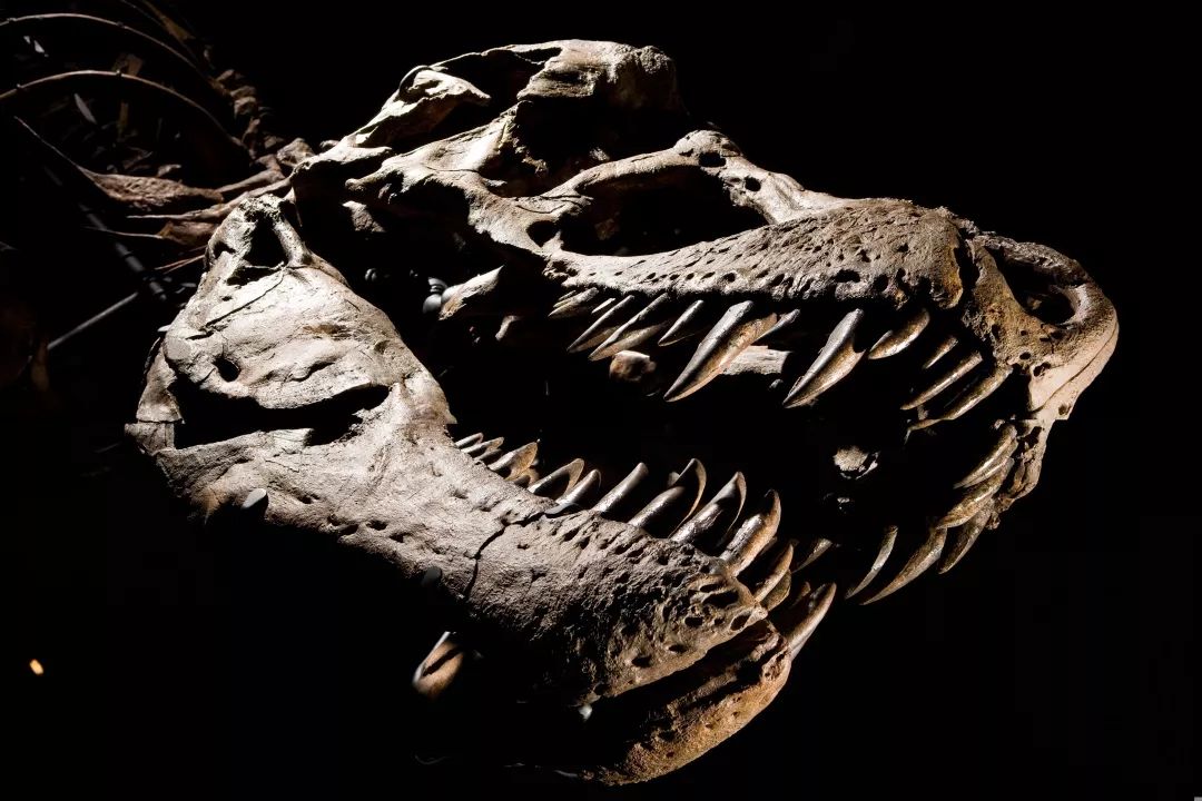 咬合力最小的恐龙是什么龙,恐龙中最大最厉害的恐龙是什么